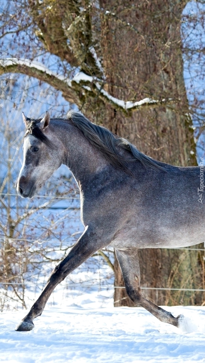 Siwy koń