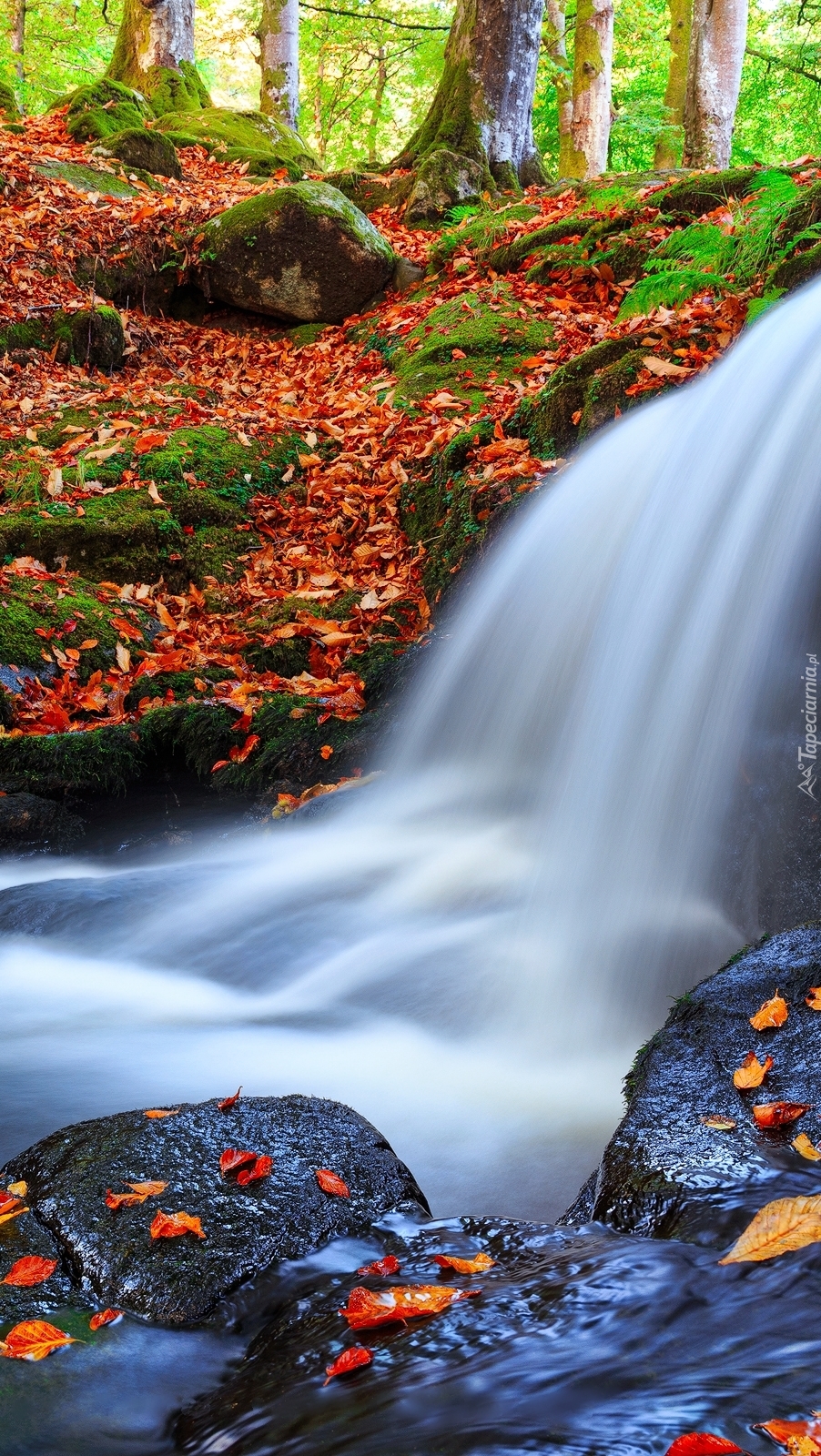 Skalny wodospad w jesiennym lesie