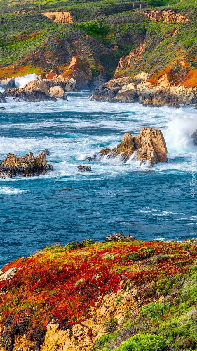 Skały i rośliny na wybrzeżu Big Sur