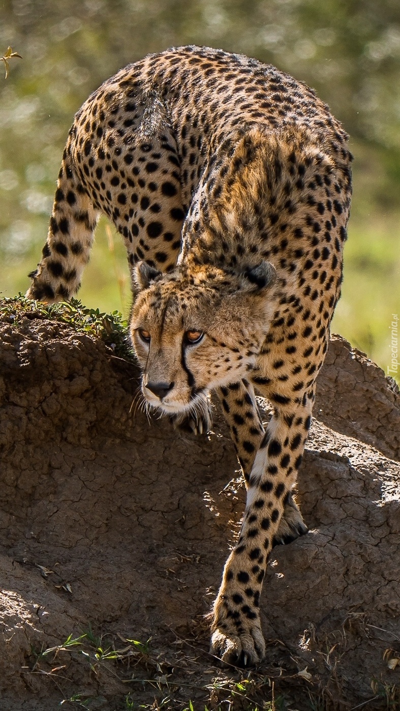 Skradający się gepard