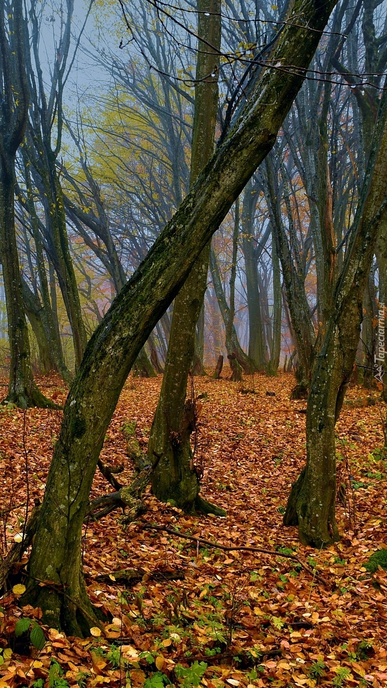 Skrzywiony pień drzewa w jesiennym lesie