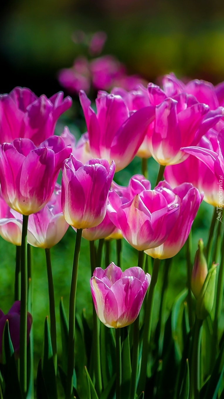 Skupisko tulipanów