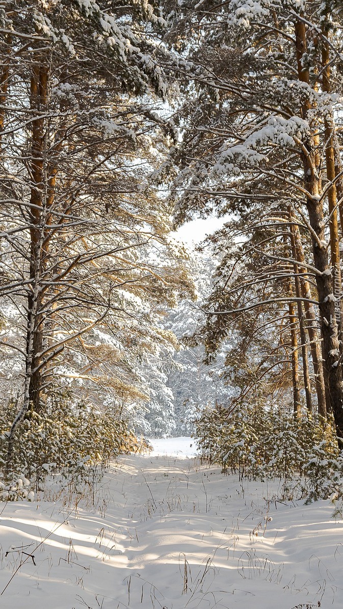 Ślady na śniegu pośród ośnieżonych drzew