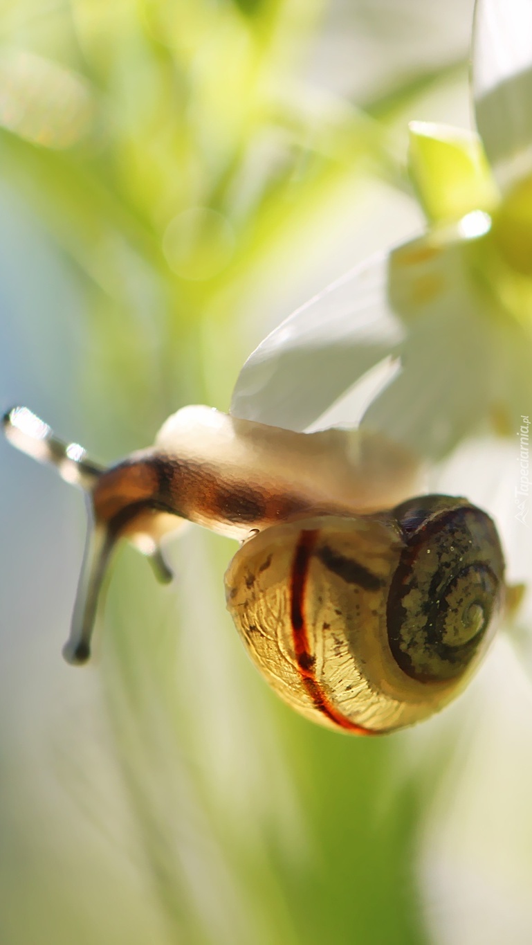 Ślimak na kwiatku