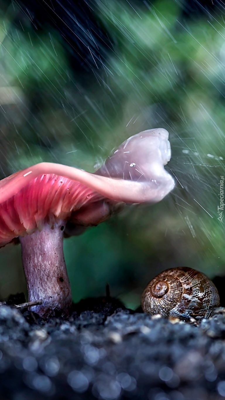 Ślimak ukryty pod grzybową parasolką