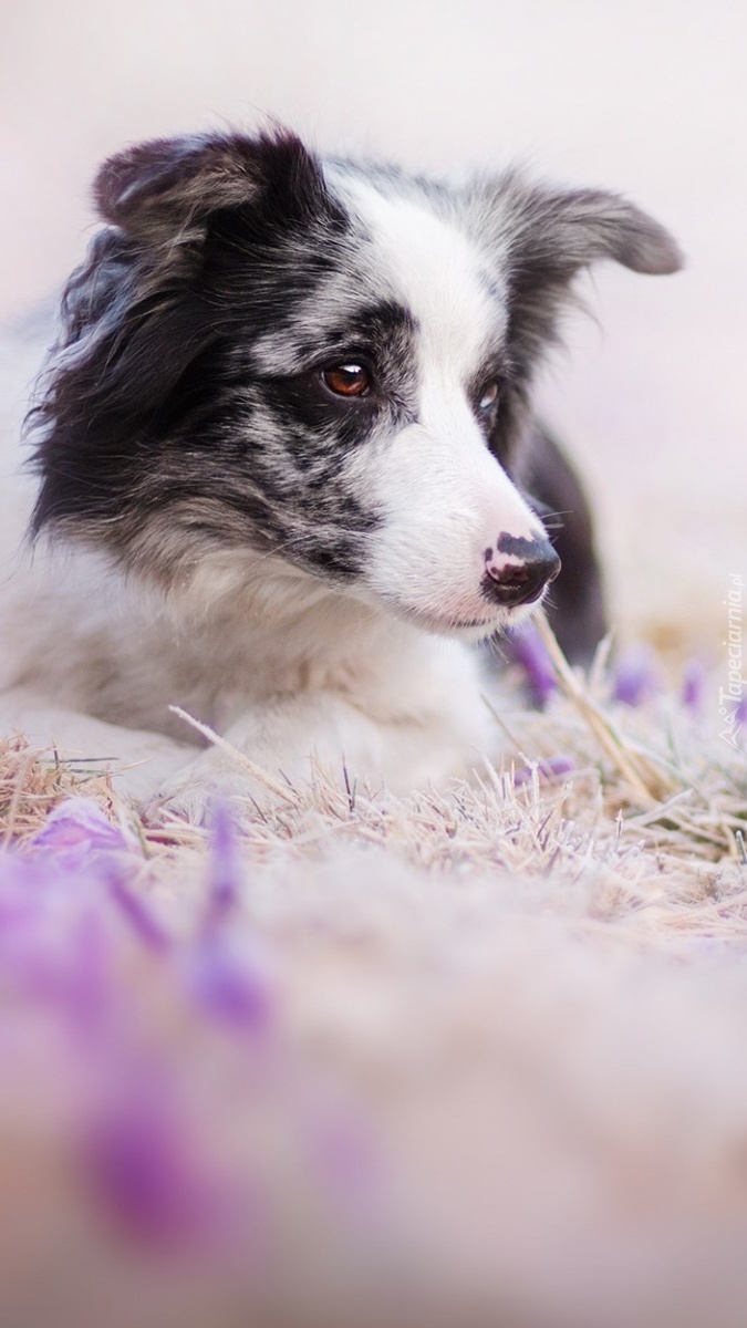 Słodki border collie