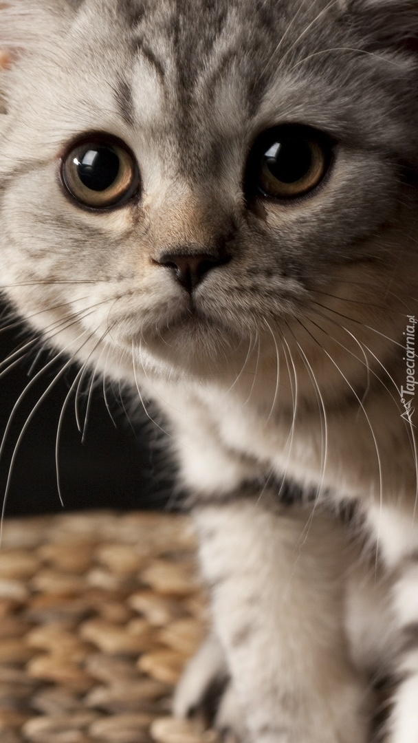 Słodki kotek o dużych oczach