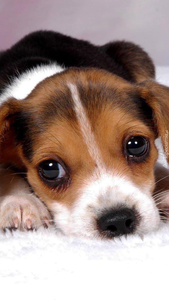 Słodki mały beagle