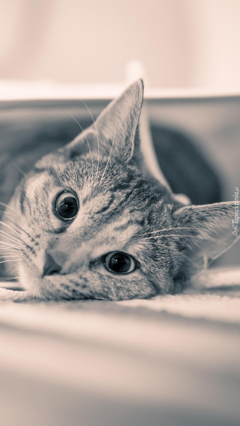 Słodkie oczy kota