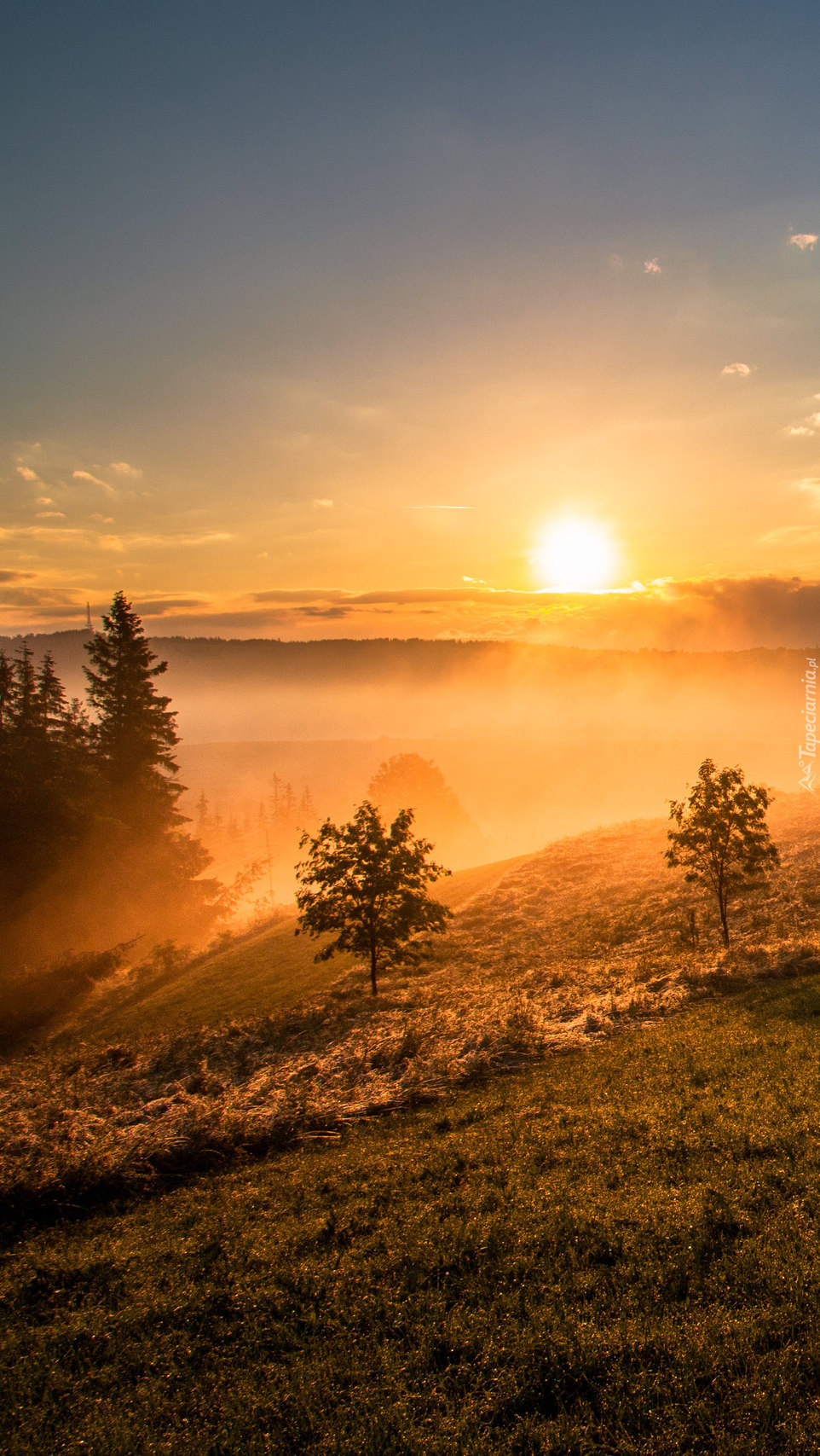 Słońce nad polami we mgle