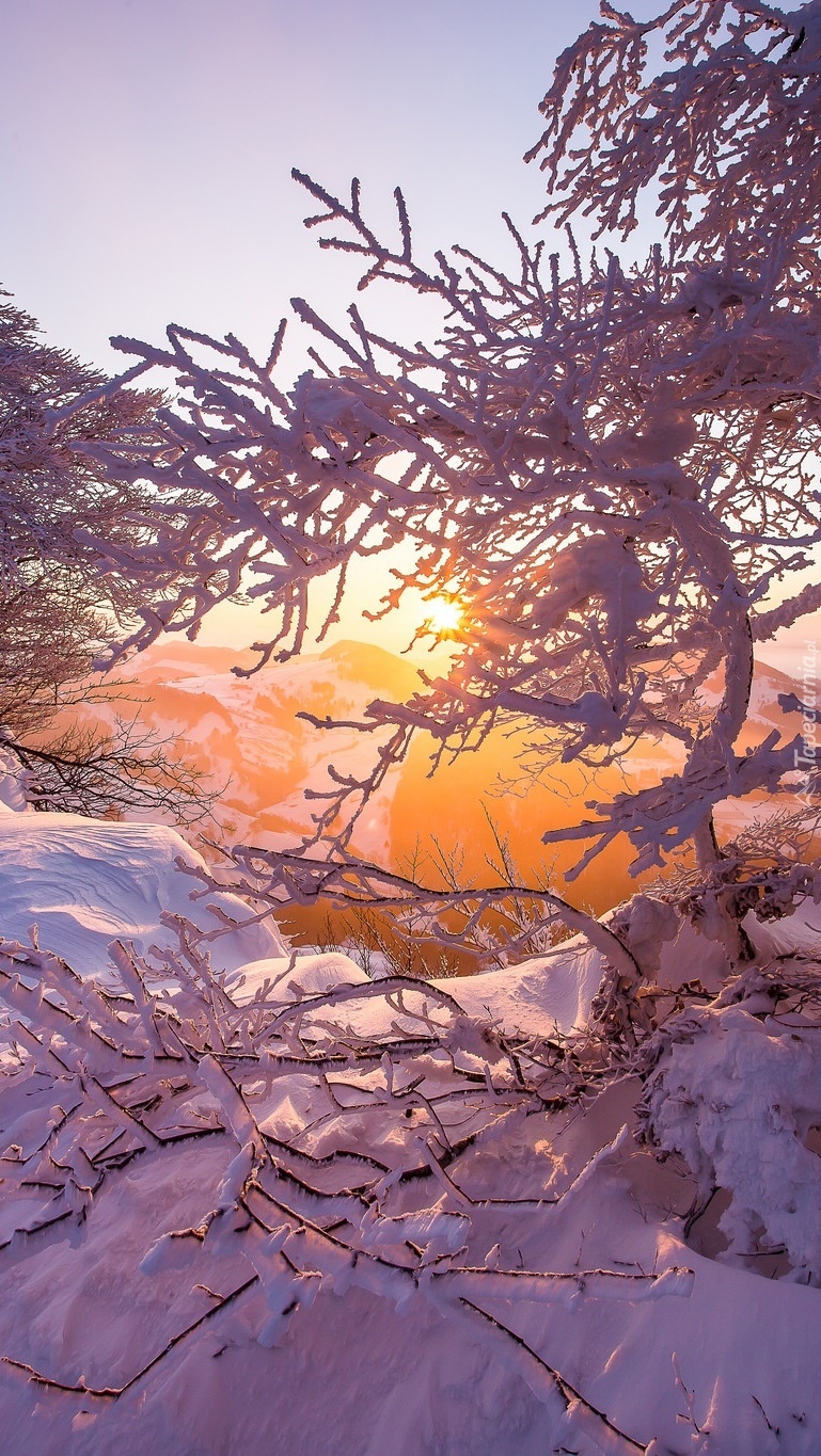 Słońce przebija przez konary zimową porą