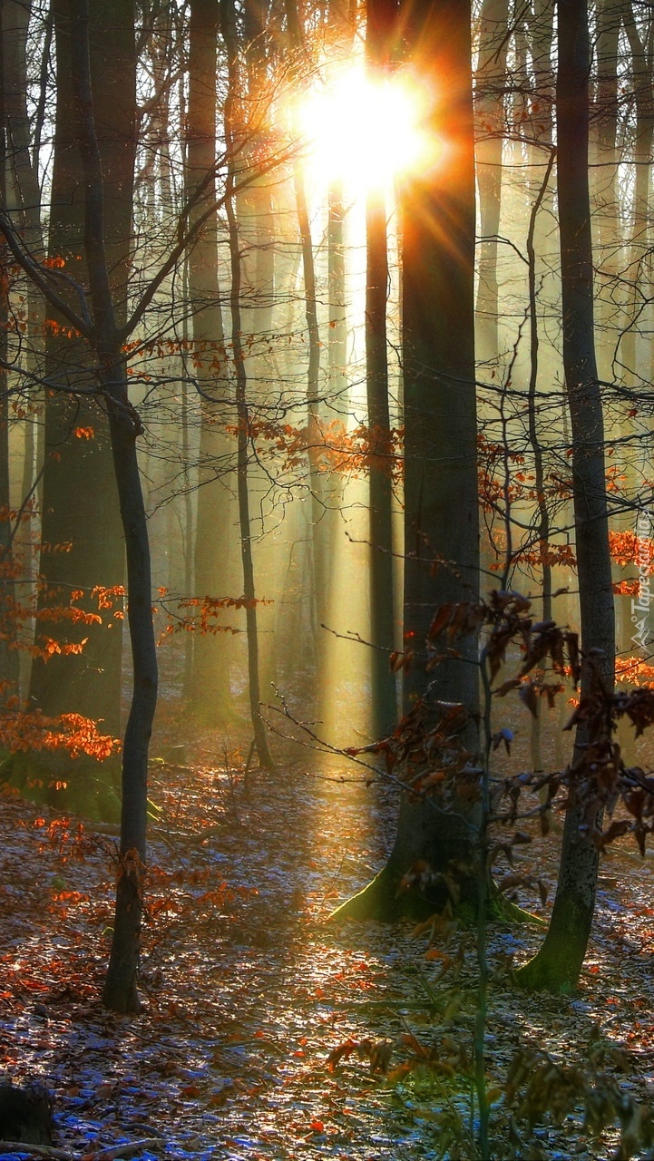 Słońce przebijające się przez gąszcz drzew w lesie