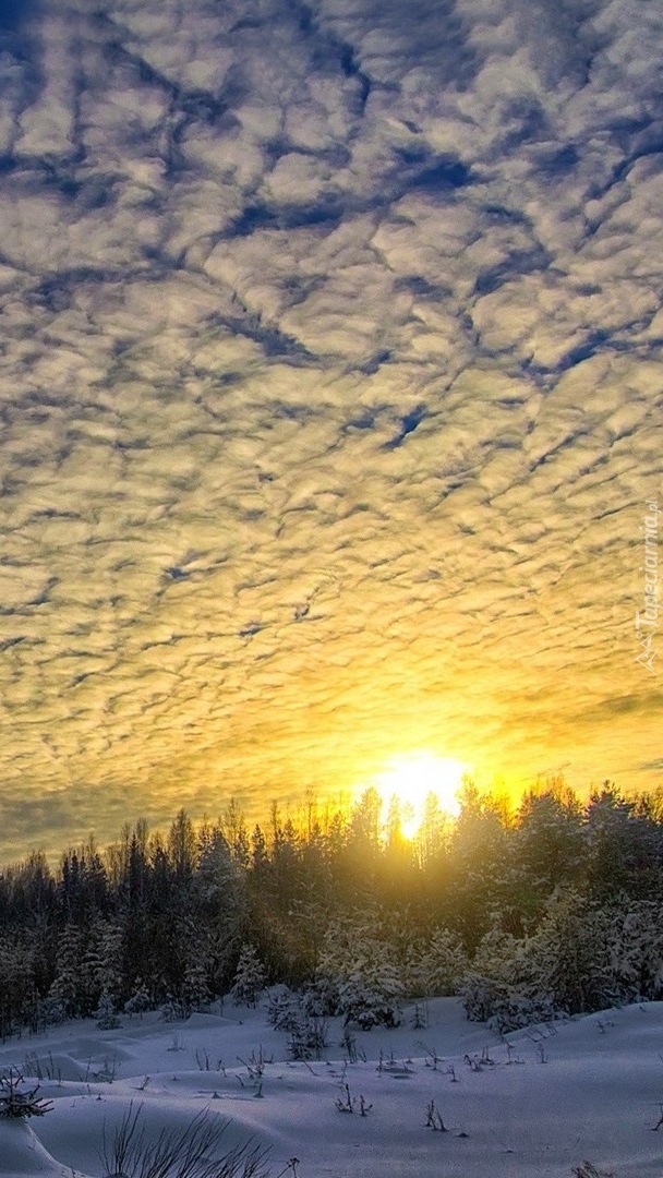 Słońce w gęstych chmurach nad lasem zimą