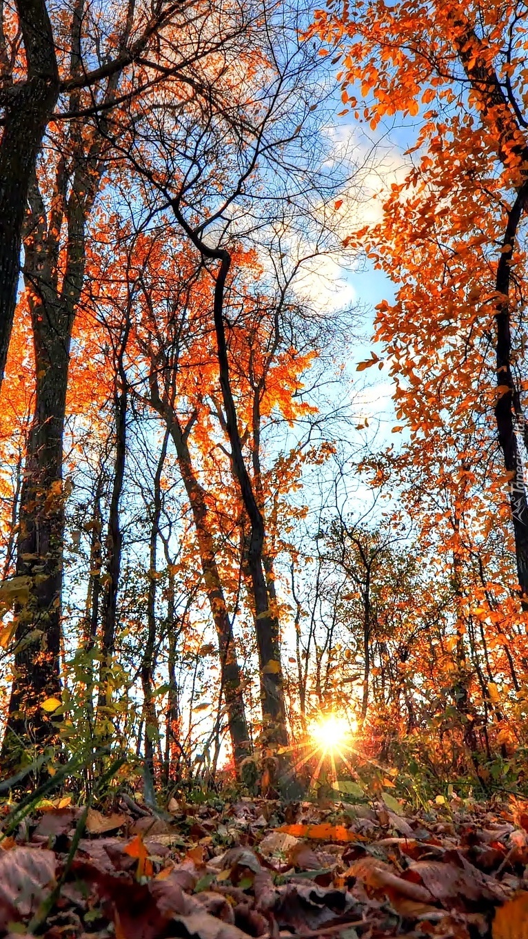 Słońce w jesiennym lesie