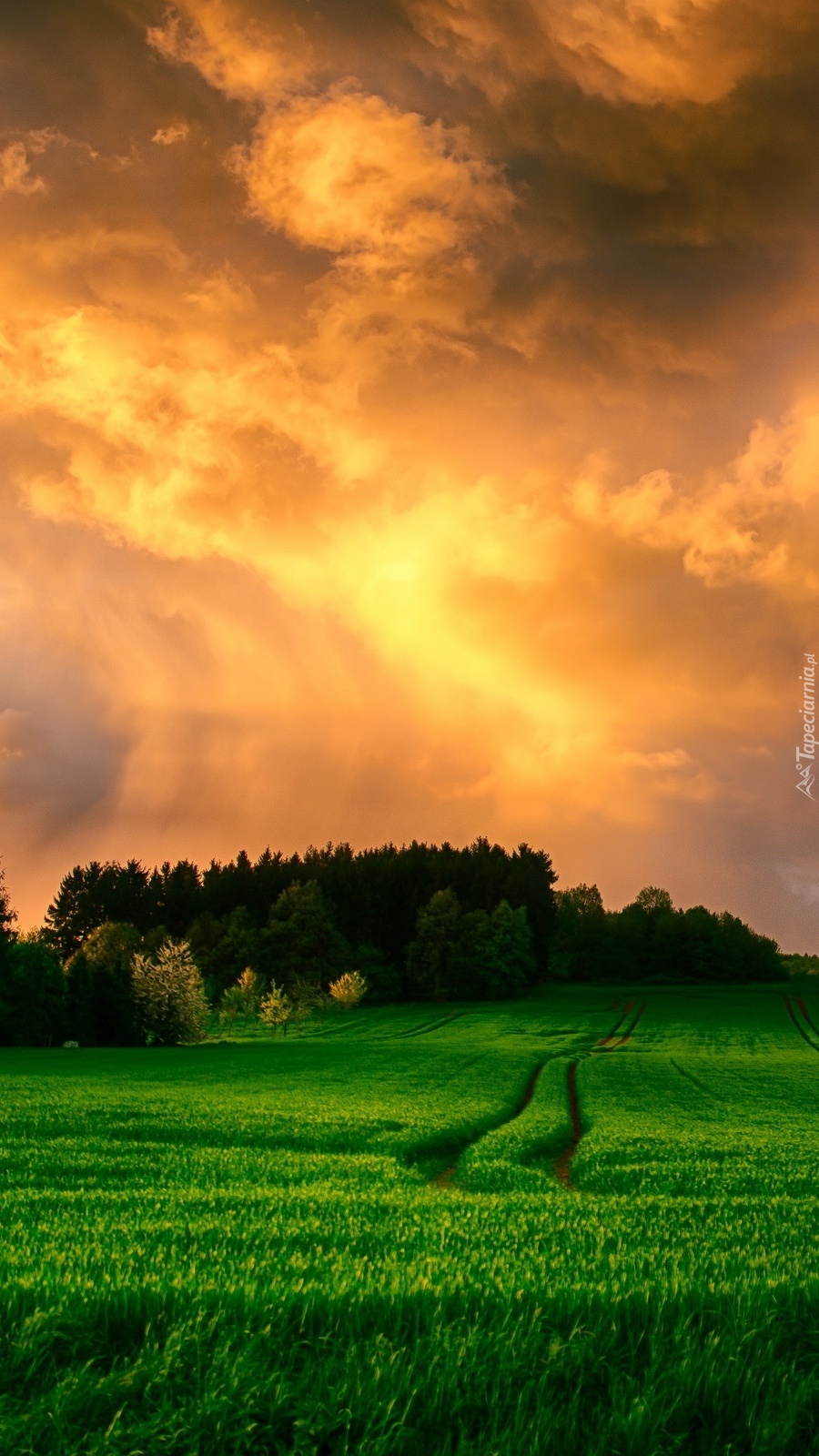 Słońce zachodzi nad wiosenną łąką