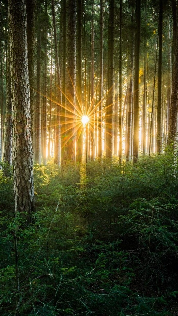 Słońce zerkające zza leśnych pni