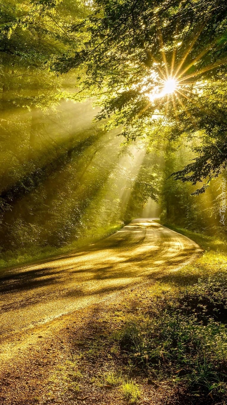 Słoneczna droga w lesie