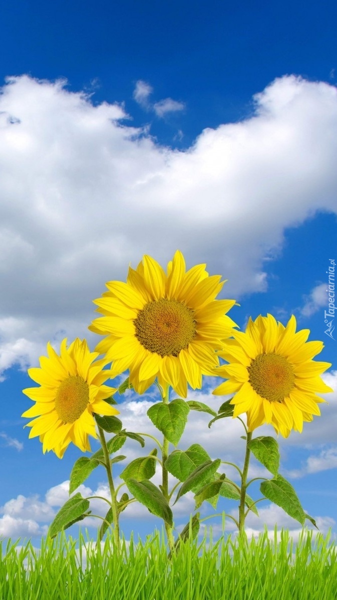 Słoneczne kwiaty na niebieskim niebie