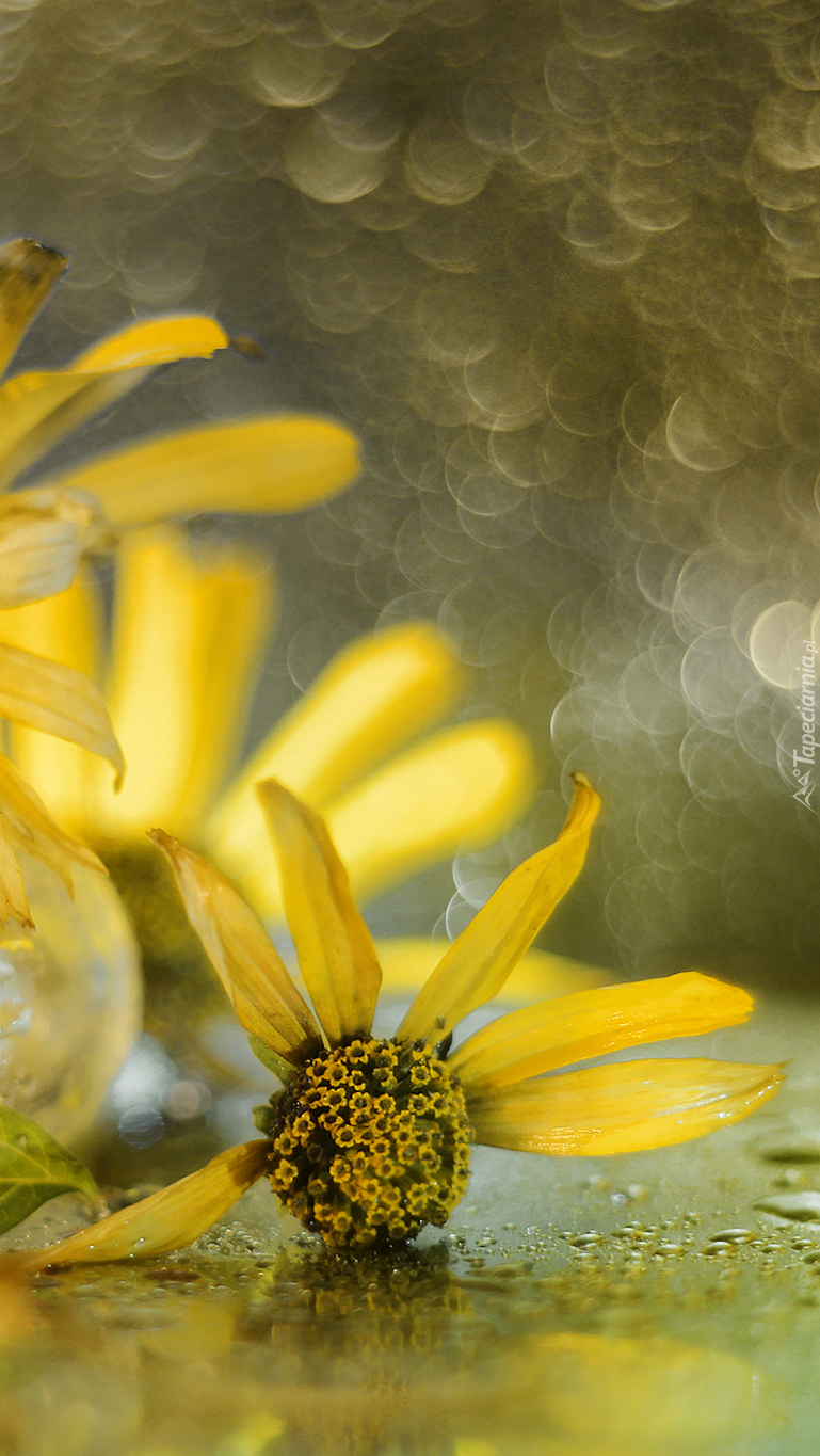 Słoneczniczki szorstkie w bokeh