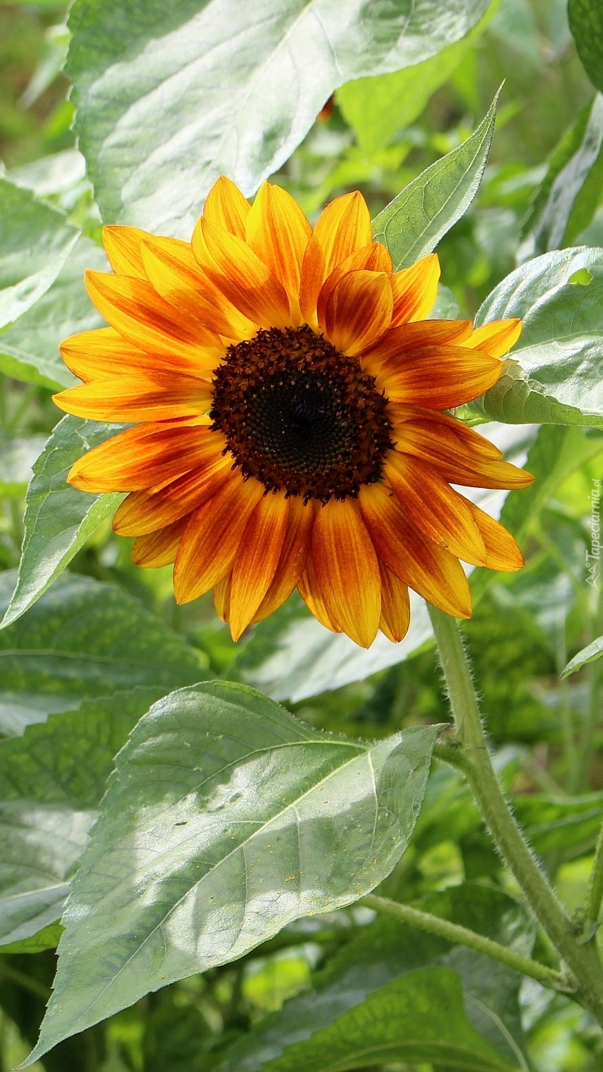 Słonecznik w ogrodzie
