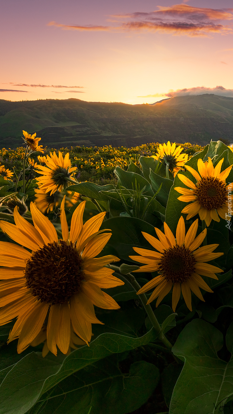 Balsamorhiza