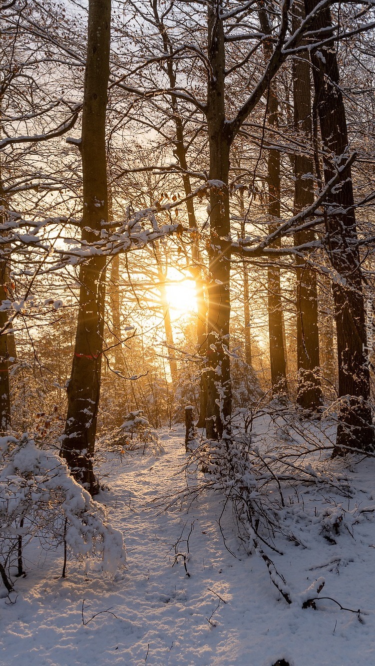 Słoneczny blask w zimowym lesie