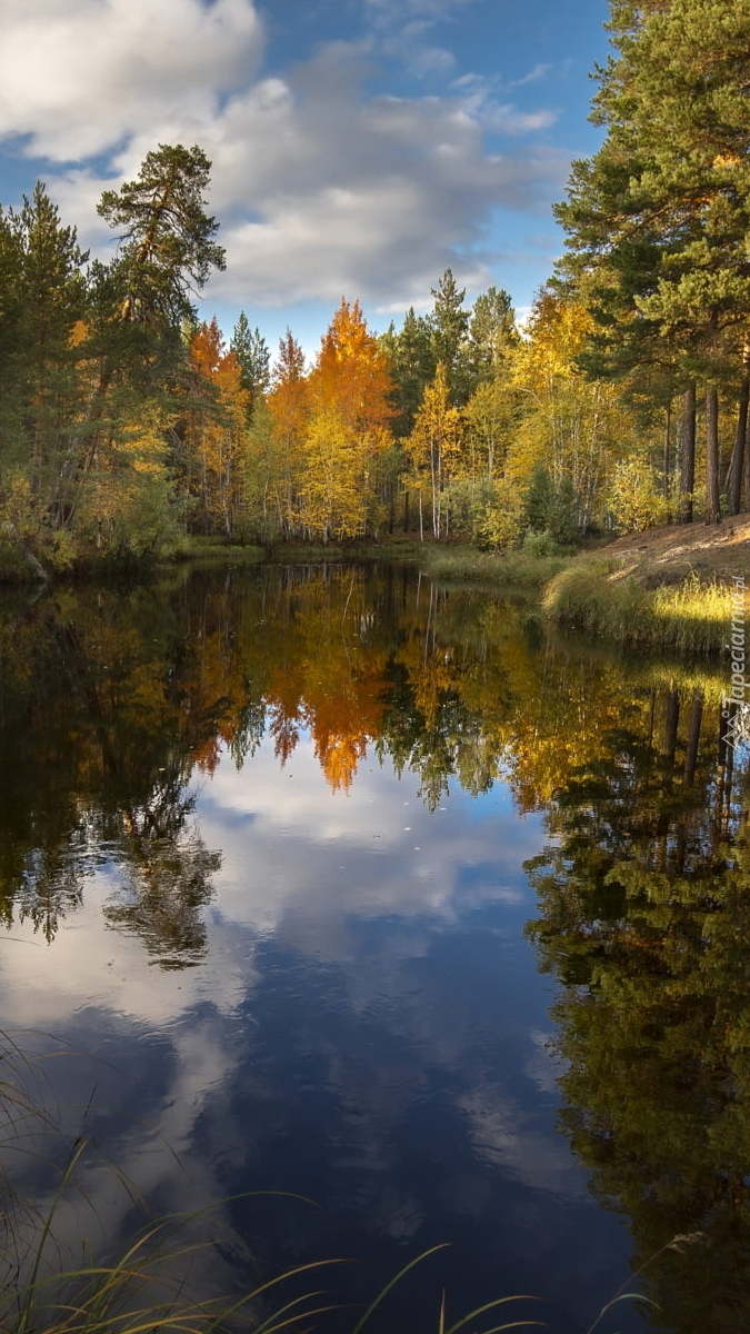 Słoneczny dzień nad rzeką w lesie