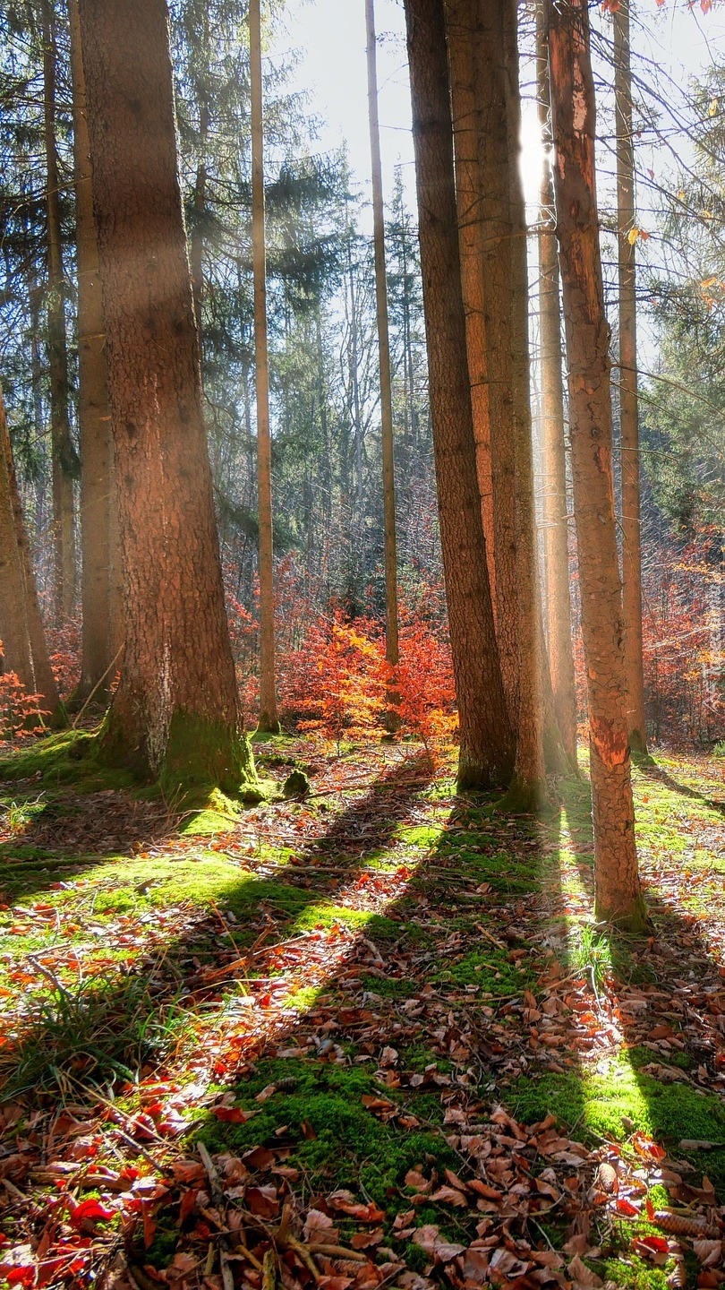 Słoneczny dzień w lesie