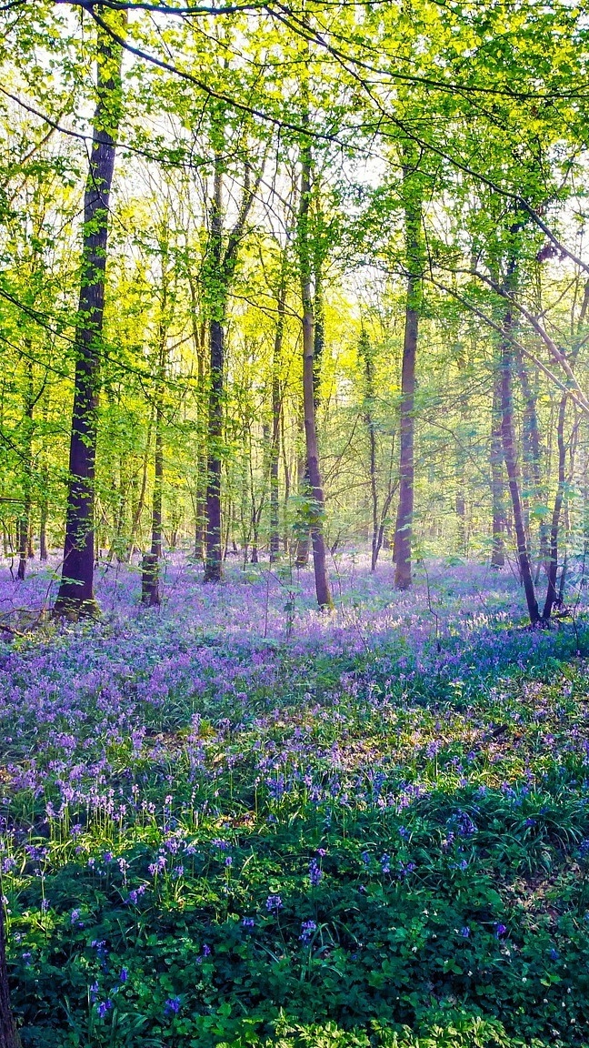 Słoneczny dzień w wiosennym lesie