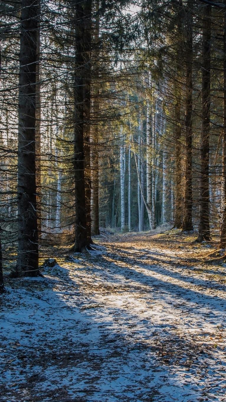 Słoneczny dzień zimą w lesie