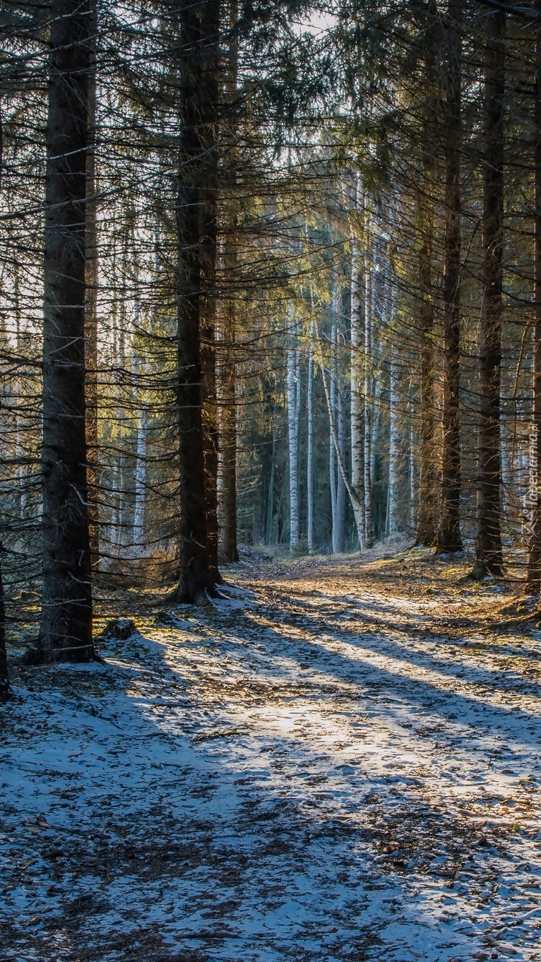 Słoneczny dzień zimą w lesie