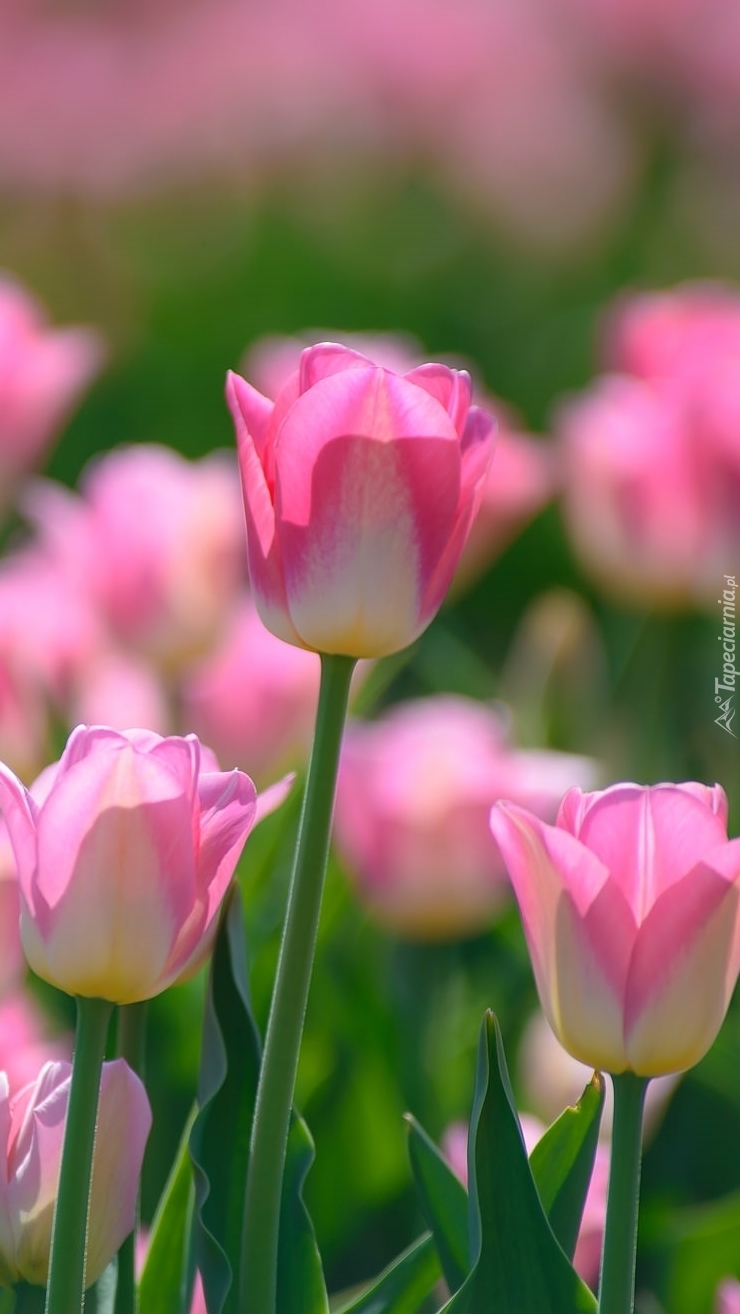 Słoneczny tulipan
