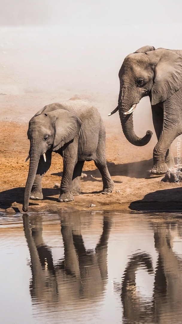 Słonie idące do wodopoju