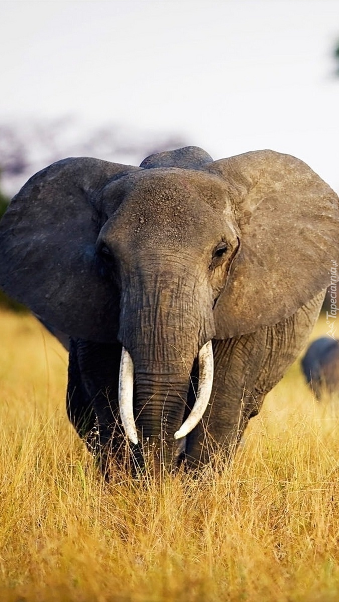 Słonie na sawannie