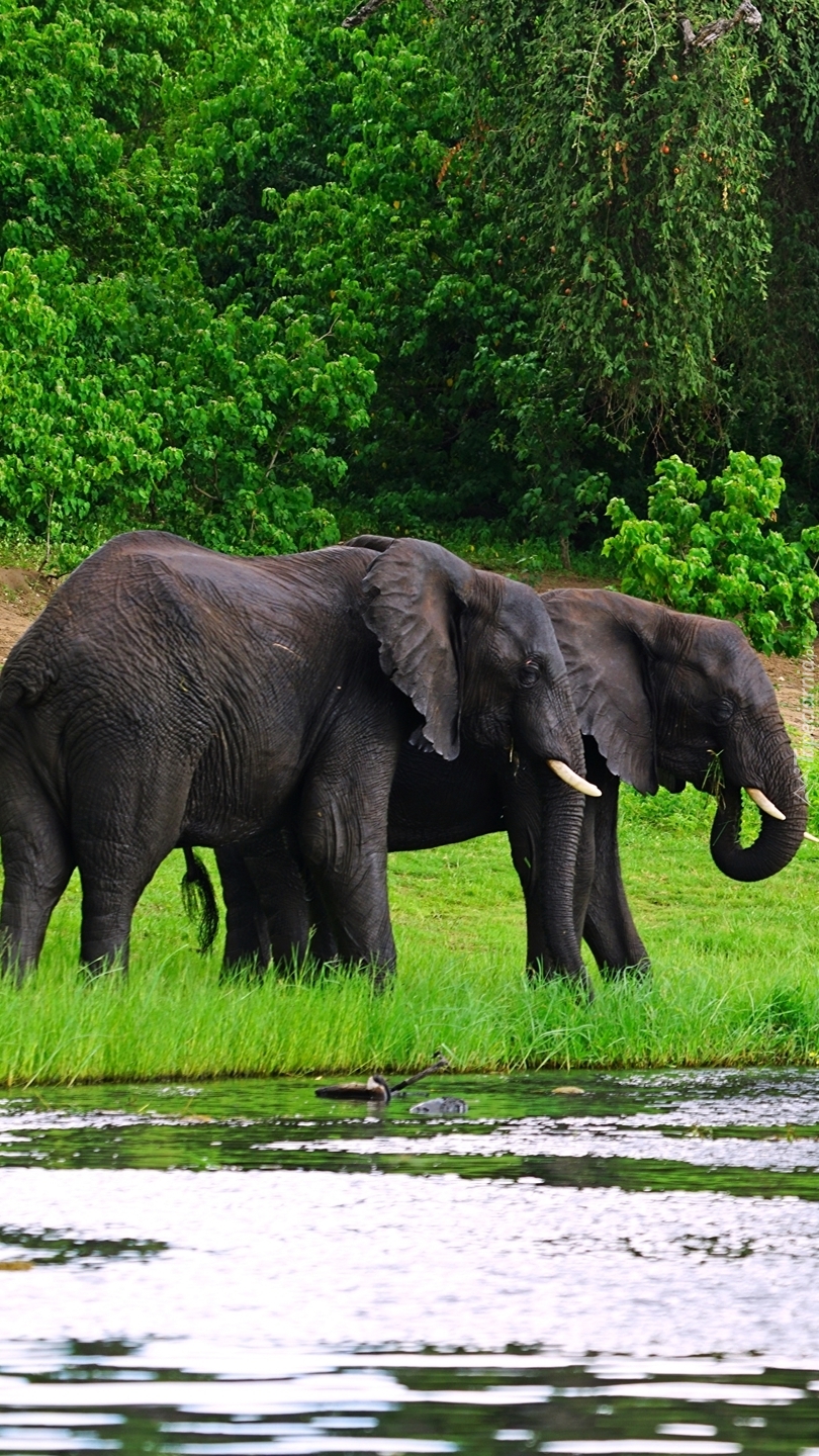 Słonie na trawie przy rzece
