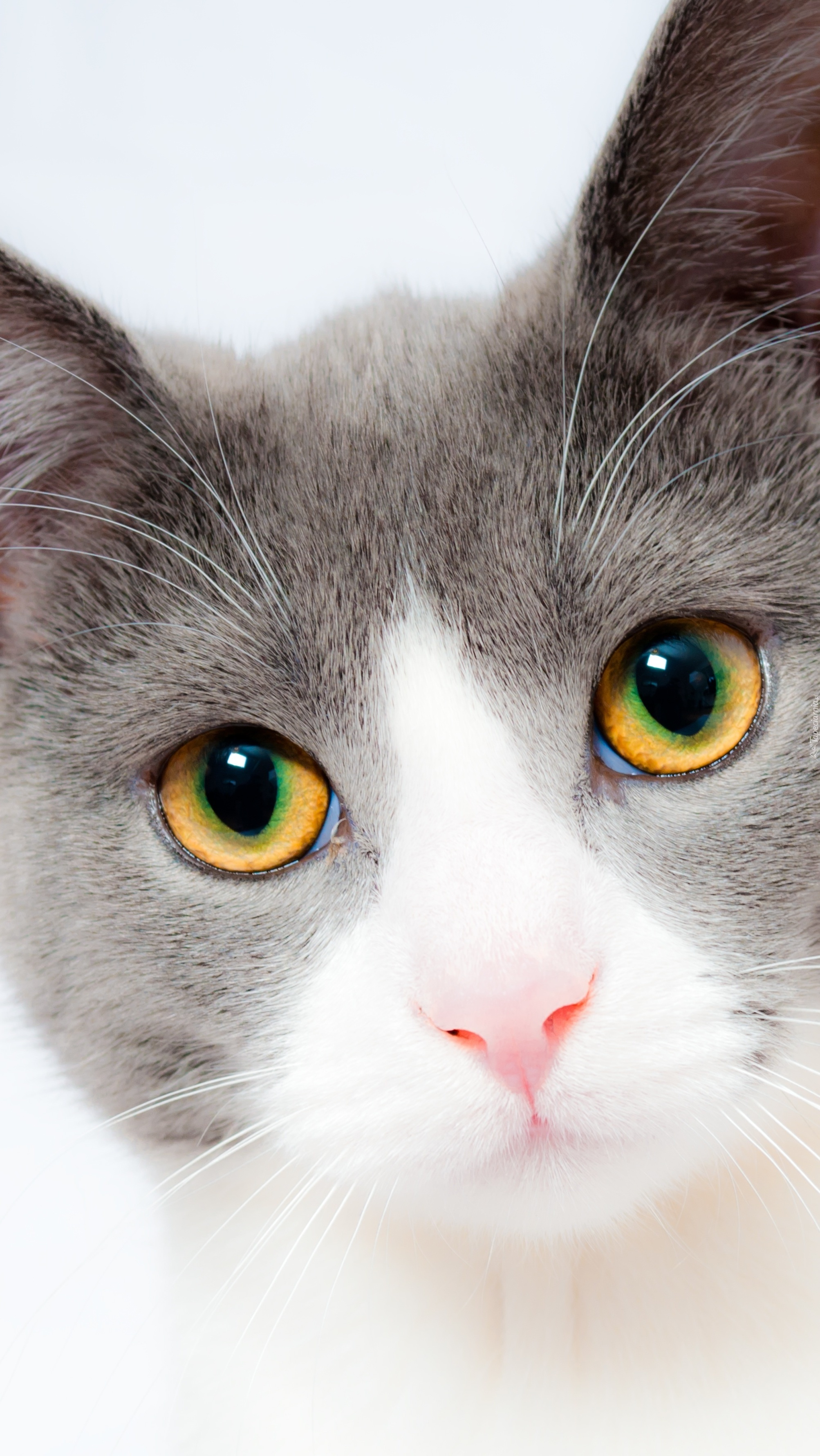 Smukła delikatna głowa kota o pięknych oczach
