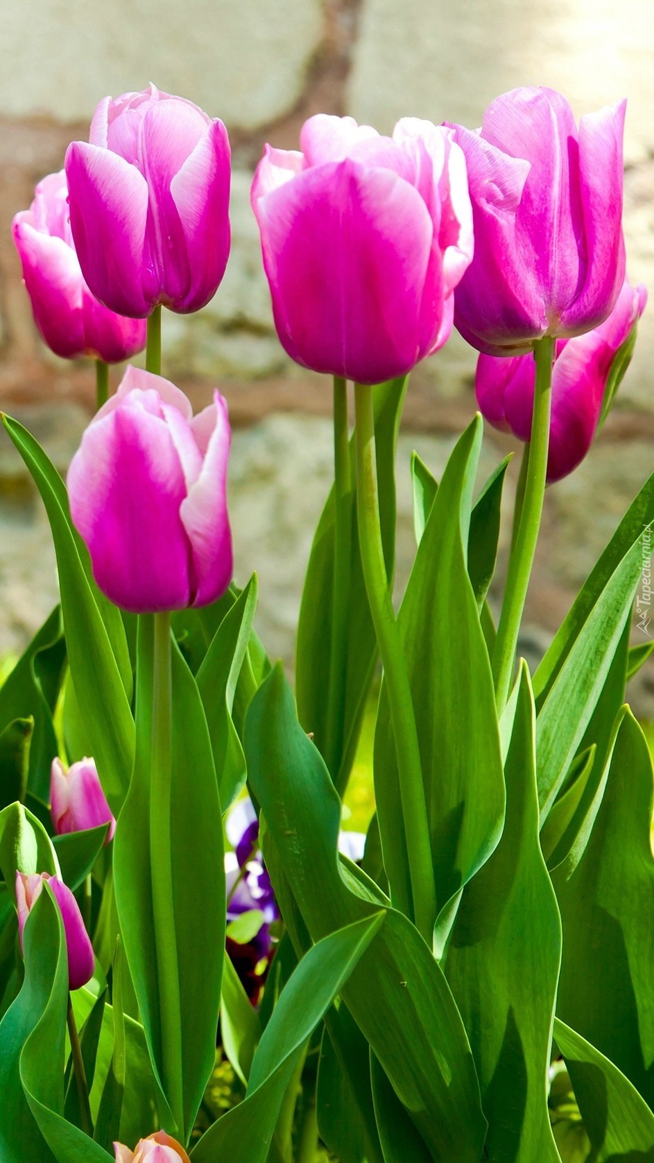 Smukłe różowo-białe tulipany
