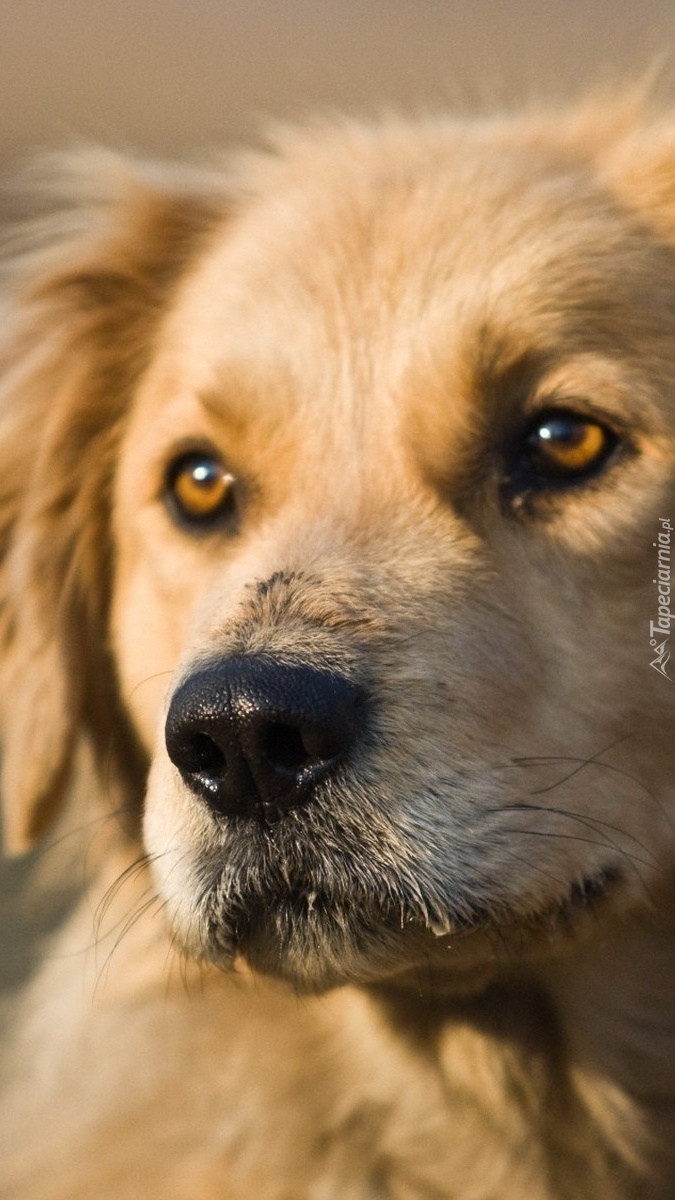 Smutne oczy golden retrievera