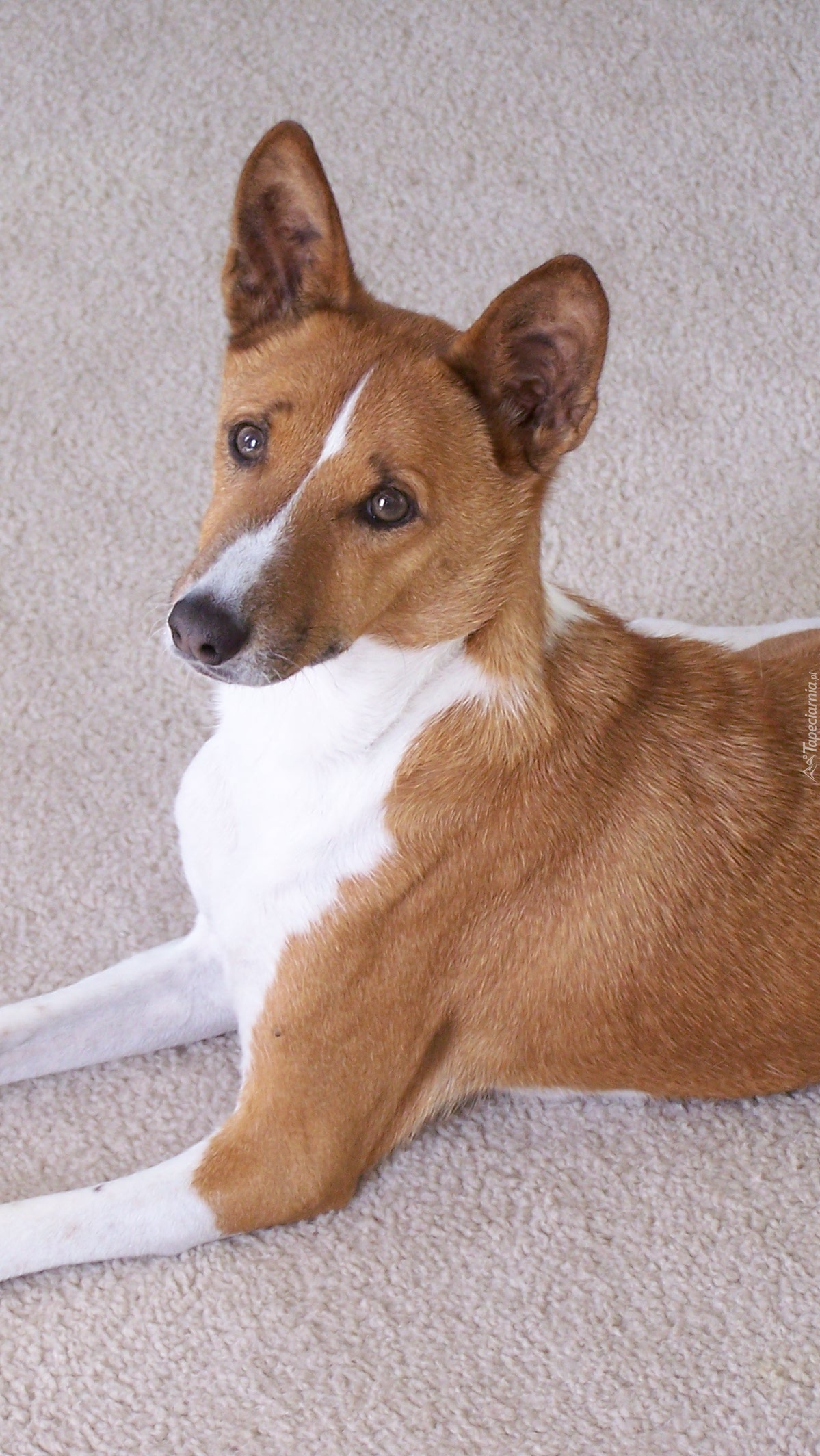 Smutny basenji