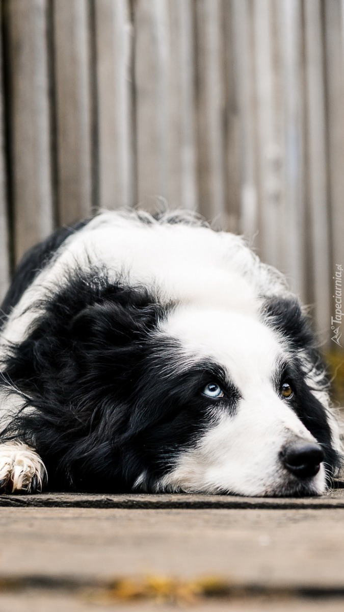 Smutny border collie