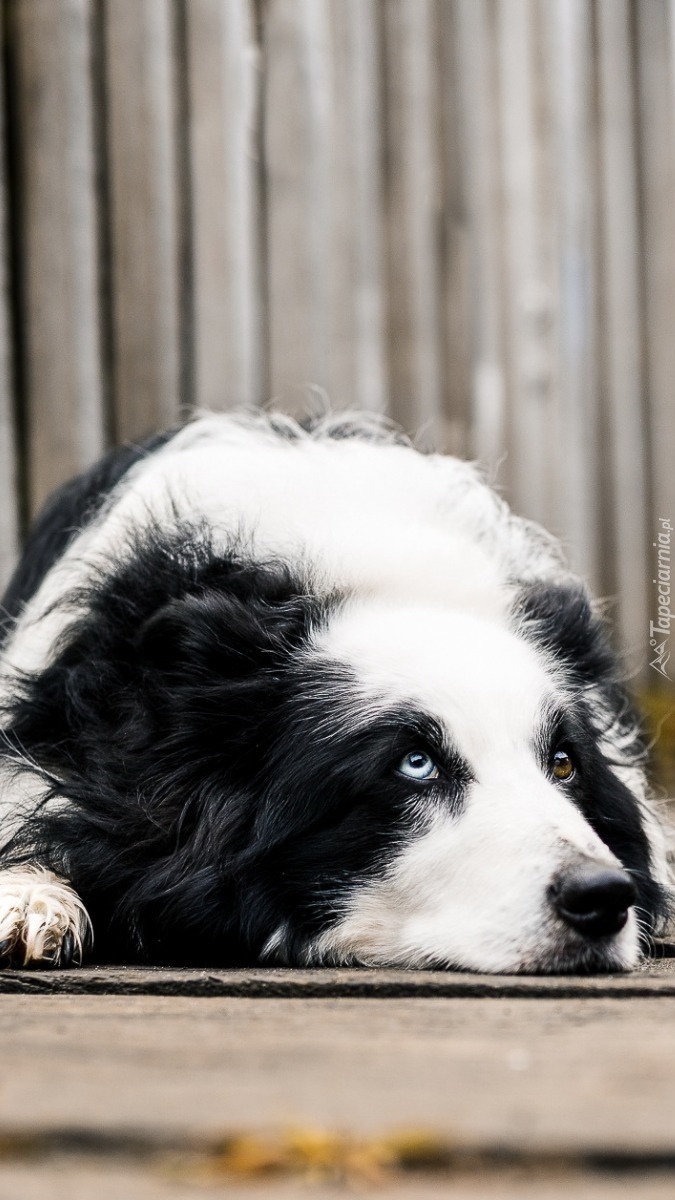 Smutny border collie