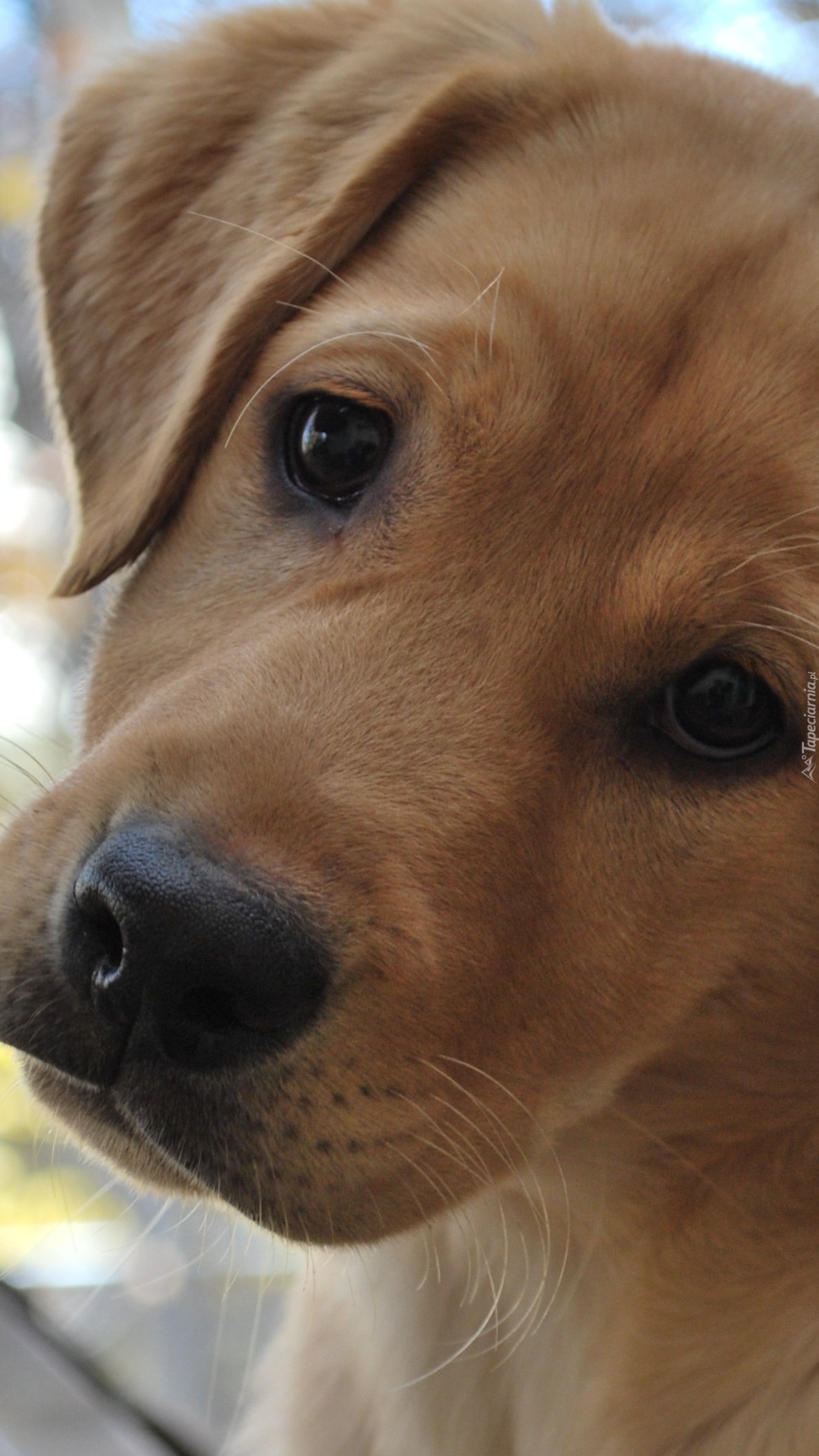 Smutny labrador retriever