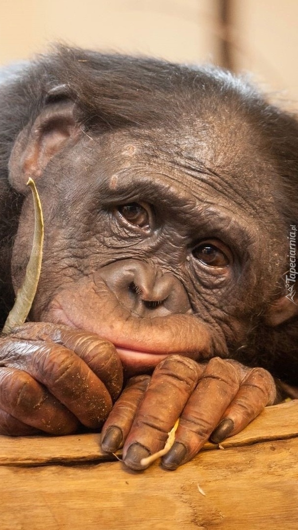 Smutny szympans
