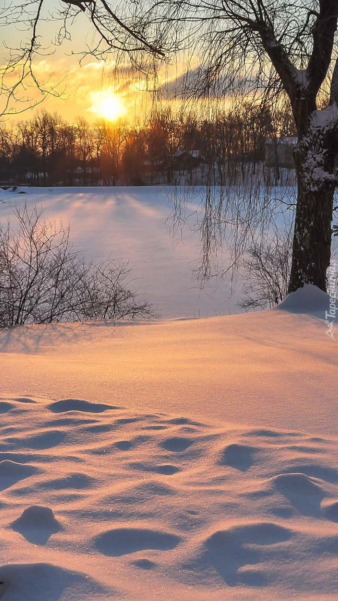 Śnieg i drzewa w słonecznym blasku