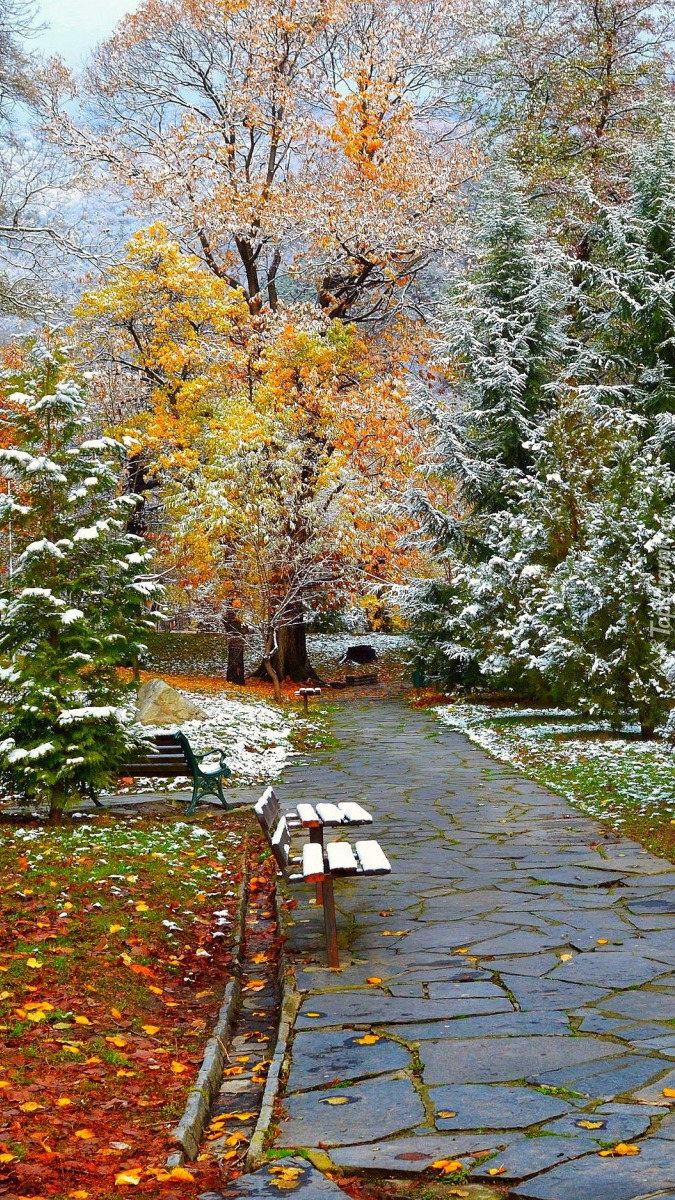 Śnieg na jesiennych drzewach w parku