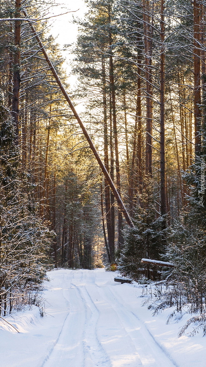 Śnieg na leśnej drodze