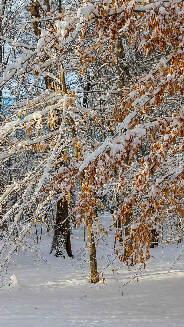 Śnieg na liściach drzew