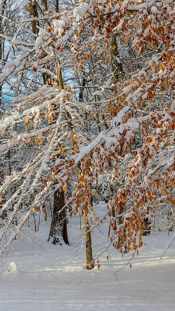 Śnieg na liściach drzew