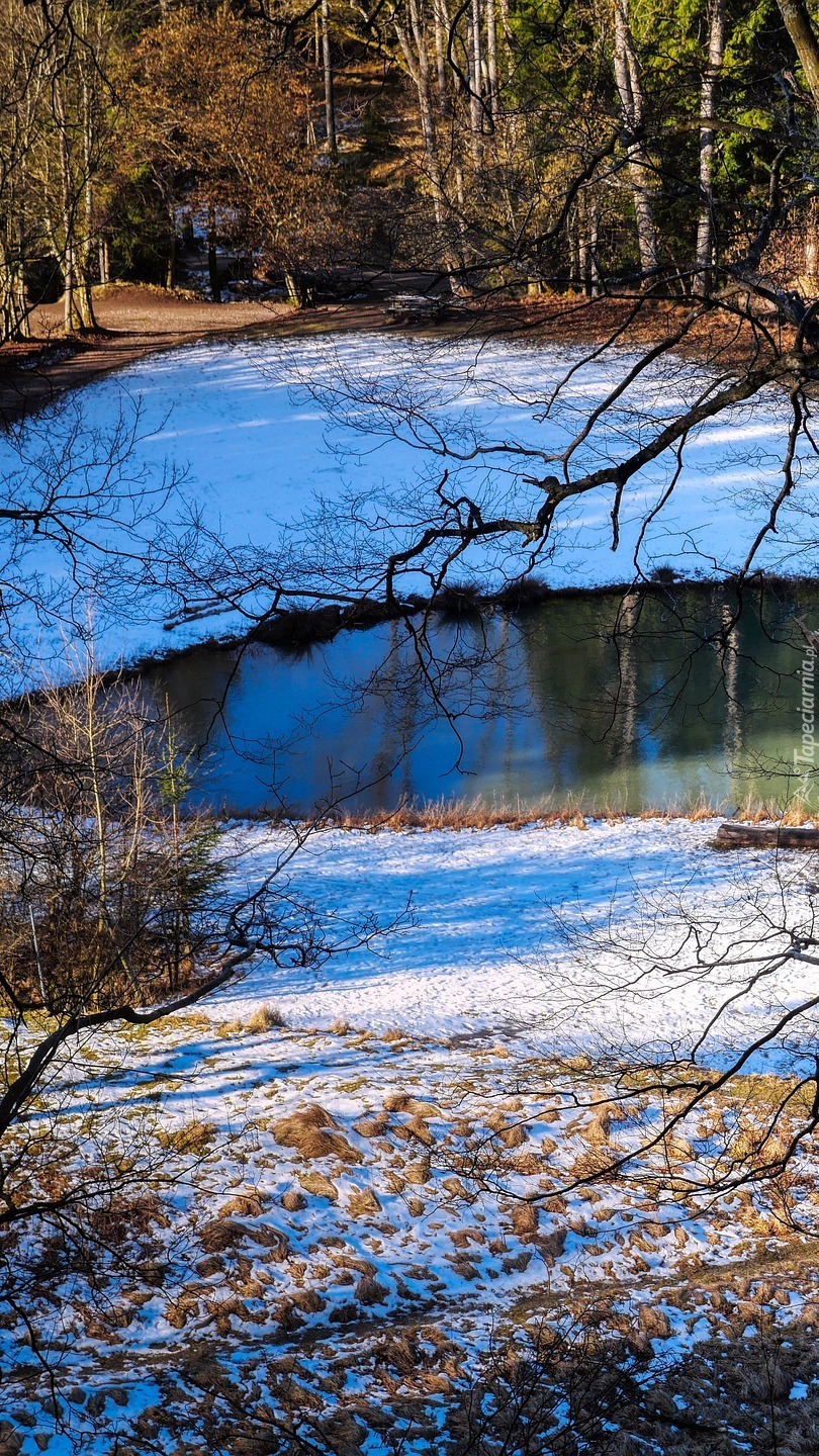 Śnieg nad stawem w lesie