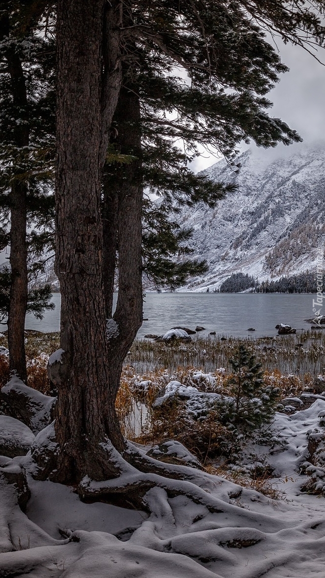 Śnieg pod drzewami nad jeziorem